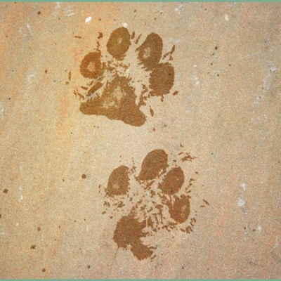 Why Do We Love Our Pets So Much?